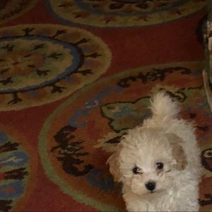 Meet your Posher, Holly